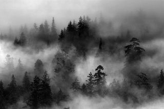 Forêt de conifères Forêt de conifères
